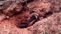 La comadreja amaz&oacute;nica que fue divisada por caficultores bolivianos. Captura de video