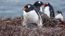 Ping&uuml;inos pap&uacute;a en las islas Kerguelen./ FOTO: BIOBIO CHILE