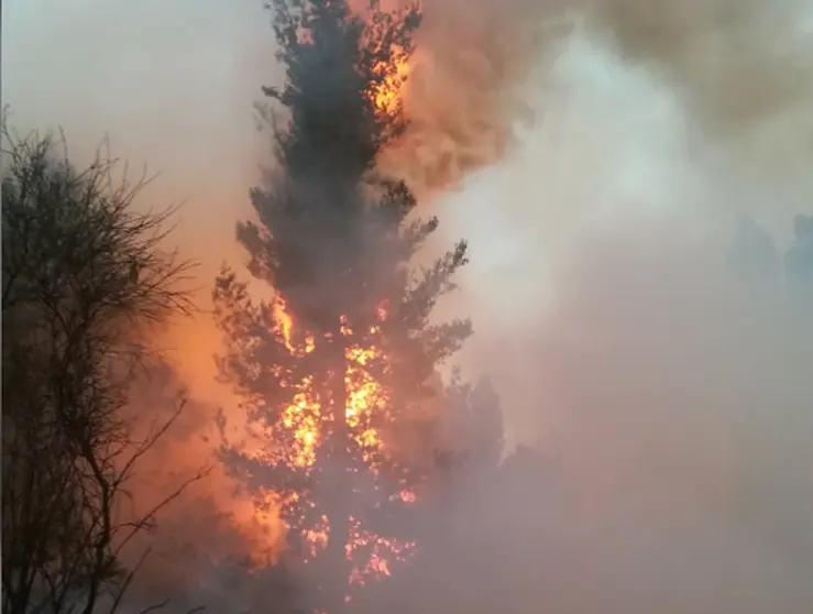 Fuego alcanza la copa de unos pinos, en Tirani. Dico Sol&iacute;s