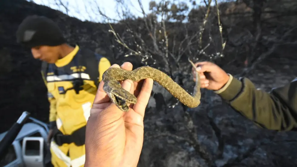 Voluntarios que ayudaron a sofocar el incendio, exponen el cad&aacute;ver de una serpiente calcinada en el incendio forestal del parque Nacional Tunari. Foto: Dico Sol&iacute;s