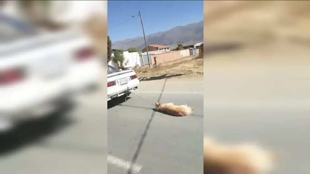Captura de una filmaci&oacute;n que registr&oacute; el momento en el que el perro es arrastrado.