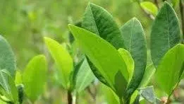 Imagen referencial de la hoja de coca. ARCHIVO