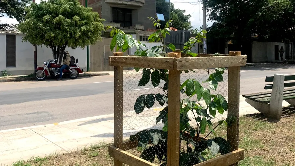 La Alcald&iacute;a puso protectores a las plantas de la jardinera de la avenida Beijing. BETTY CONDORI