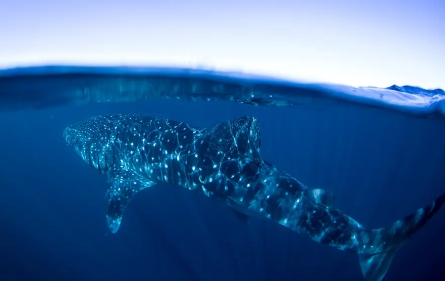 Tibur&oacute;n ballena. EFE