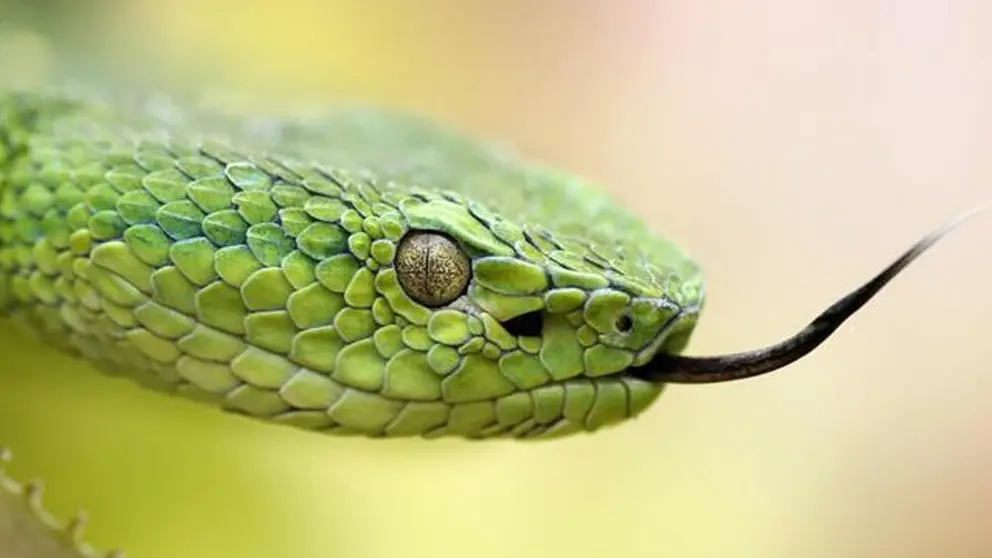 SERPIENTE
