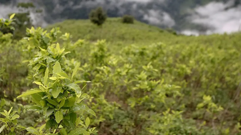 Plantaciones de la hoja de coca./ ARCHIVO