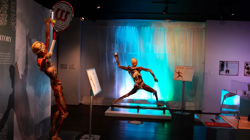 Vista de cuerpos humanos exhibidos en la exposición %22Real Bodies%22 el 6 de septiembre de 2020 en Las Vegas, Nevada (EE.UU.).EFE