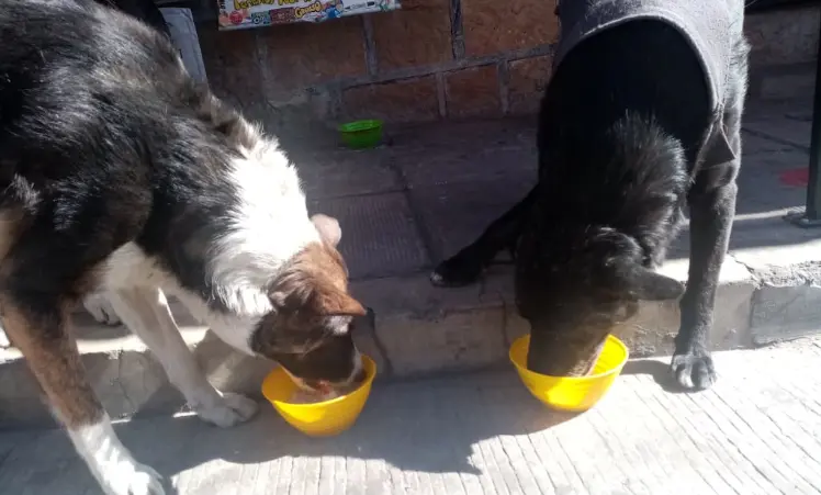 Dos perros, a la hora de alimentarse. Archivo