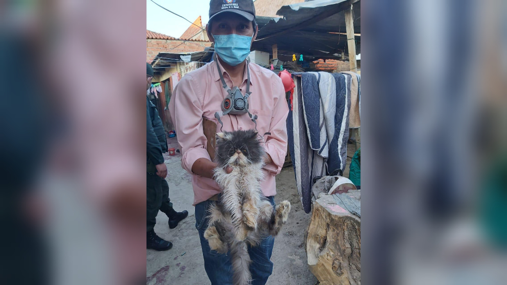 Uno de los felinos rescatados por Pofoma. / POFOMA