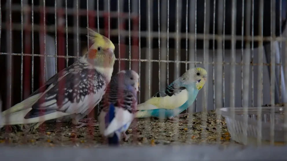 Algunos de los animales rescatados. GOBERNACI&Oacute;N