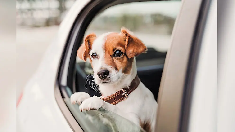 Imagen de un perro en un auto. Freepik
