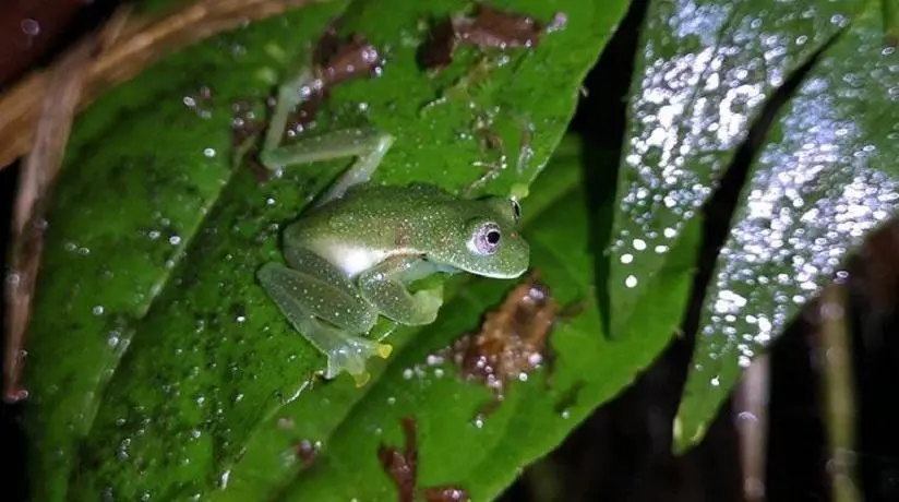 La rana de cristal de Bejarano. PARQUE NACIONAL CARRASCO