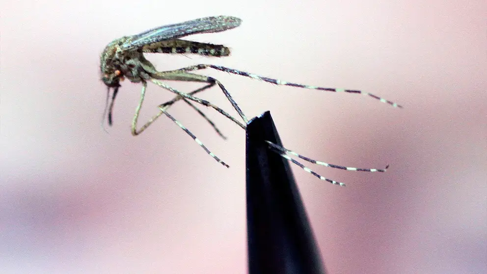 Mosquito del virus del Nilo. El Universal