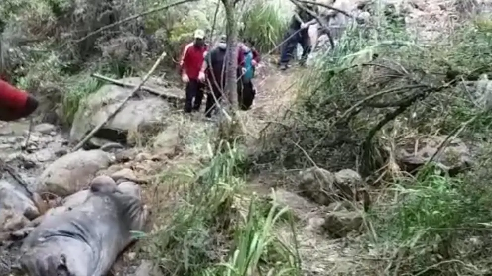 Pobladores sacan las reses muertas del río de la comunidad de Cruzani, Tiquipaya. FOTO- Cortesía