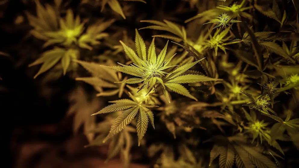 Imagen referencial de una planta de marihuana. EFE