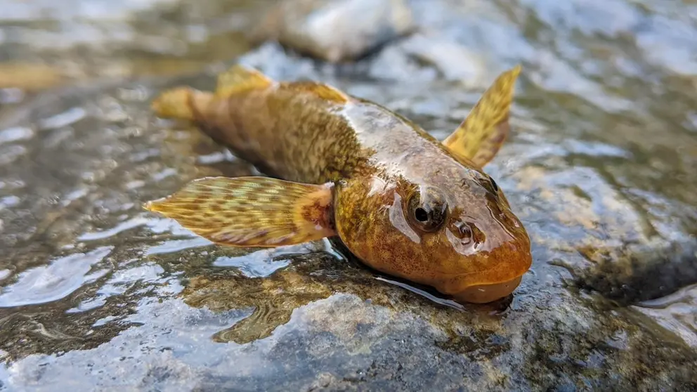 El asprete, o "Romanichthys valsanicola" en lat&iacute;n, un pez de agua dulce. EFE