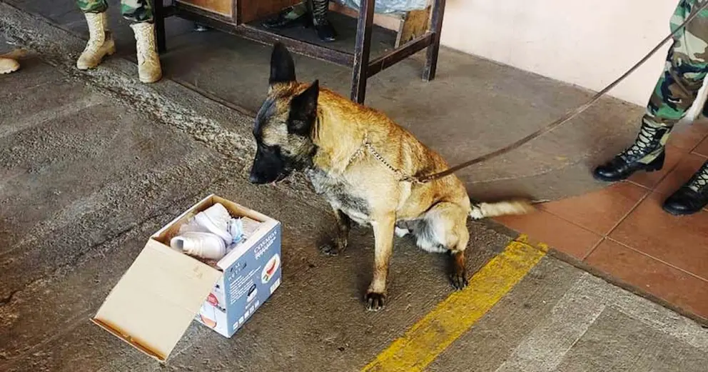 Una imagen de Rouse, la can antidrogas que detect&oacute; el cargamento de coca&iacute;na en Cochabamba. FELCN