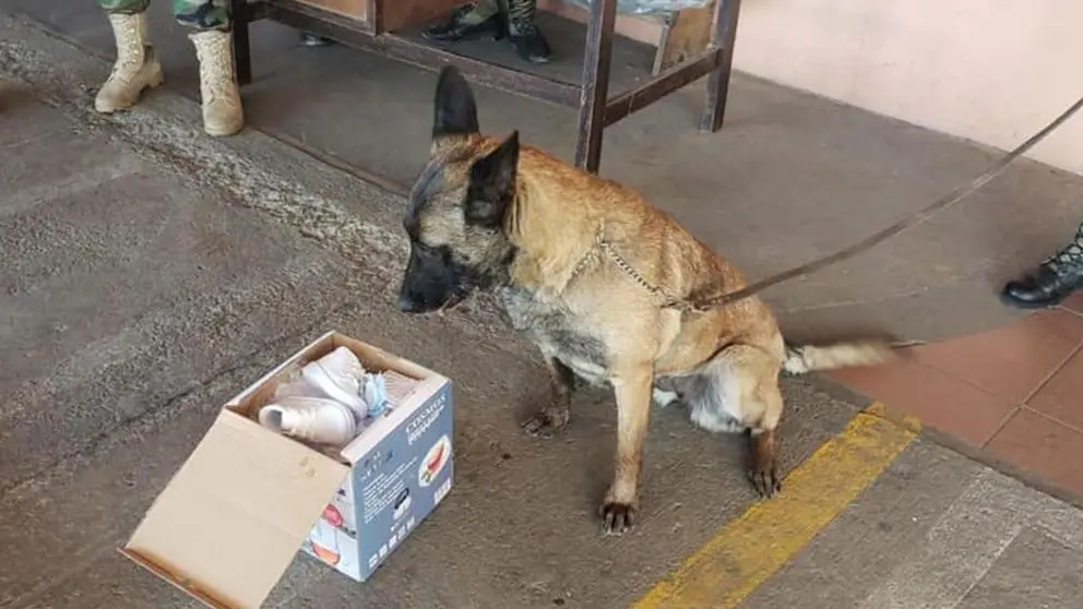 Rous, can antinarc&oacute;ticos, halla un paquete con droga en el aeropuerto de Cochabamba. FELCN 