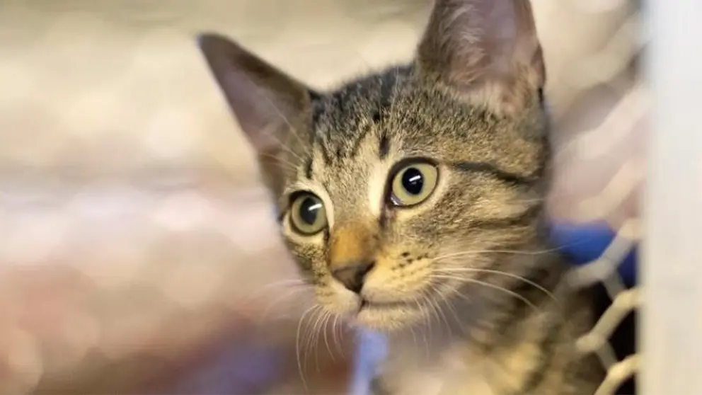 Foto referencial de un gato. ARCHIVO.
