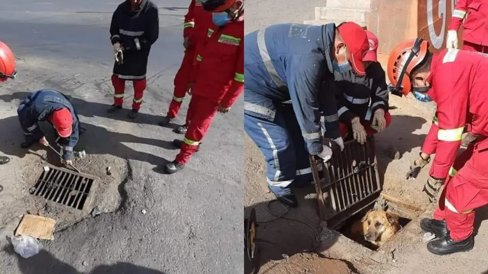 Bomberos rescatan al can que estaba atrapado en un desag&uuml;e. RRSS BOMBEROS