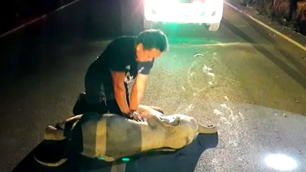 Un bebe elefante siendo asistido por un param&eacute;dico. EFE