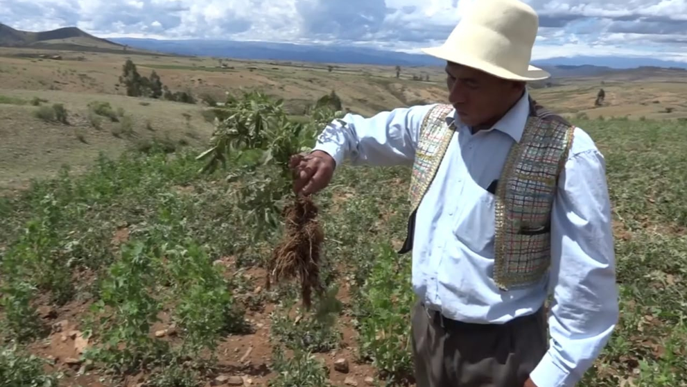Uno de los productores de Raqaypampa muestra los da&ntilde;os a los cultivos. GADC