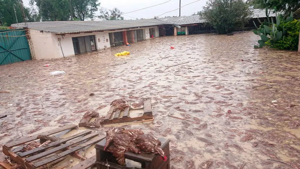 Cientos de pollos muertos en una granja. Cortes&iacute;a