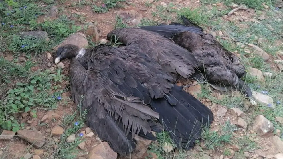Dos cuerpos de las aves muertas en Tarija. Bioparque Urbano Tarija
