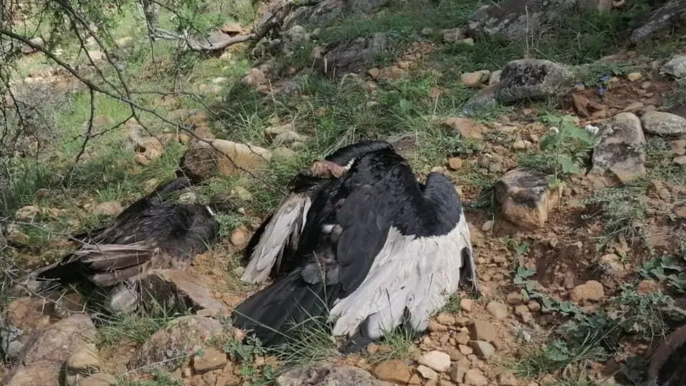 Los cuerpos de c&oacute;ndores muertos en Tarija. Bioparque Urbano Tarija