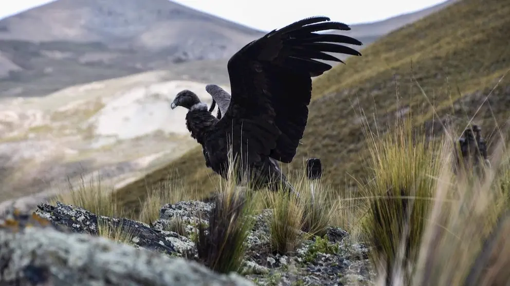 Fotograf&iacute;a cedida por la Gobierno Aut&oacute;nomo Municipal De La Paz de una hembra de c&oacute;ndor rehabilitada que se alista para volar hoy en una comunidad rural en La Paz  EFE