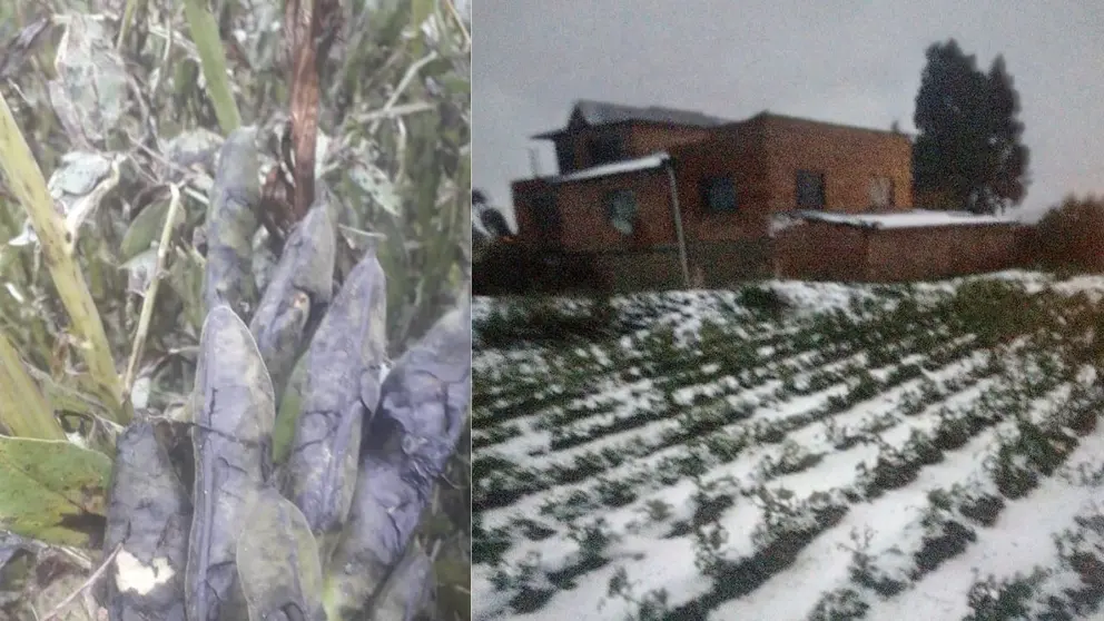 La producci&oacute;n de haba da&ntilde;ada y una imagen del granizo. Peter Luna