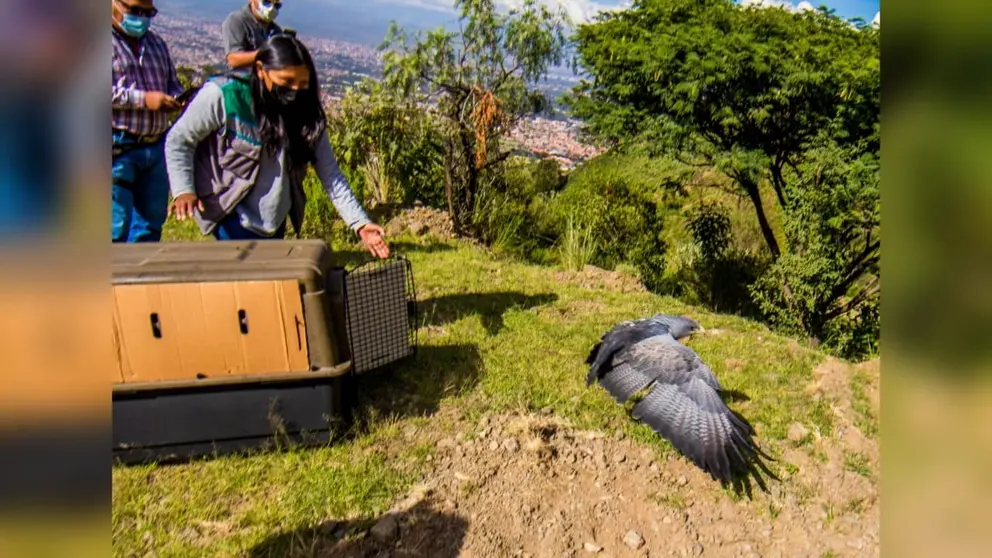 Personal de Medio Ambiente de la Alcald&iacute;a de Cochabamba procede con la liberaci&oacute;n del &aacute;guila mora en el parque Tunari. GAMC
