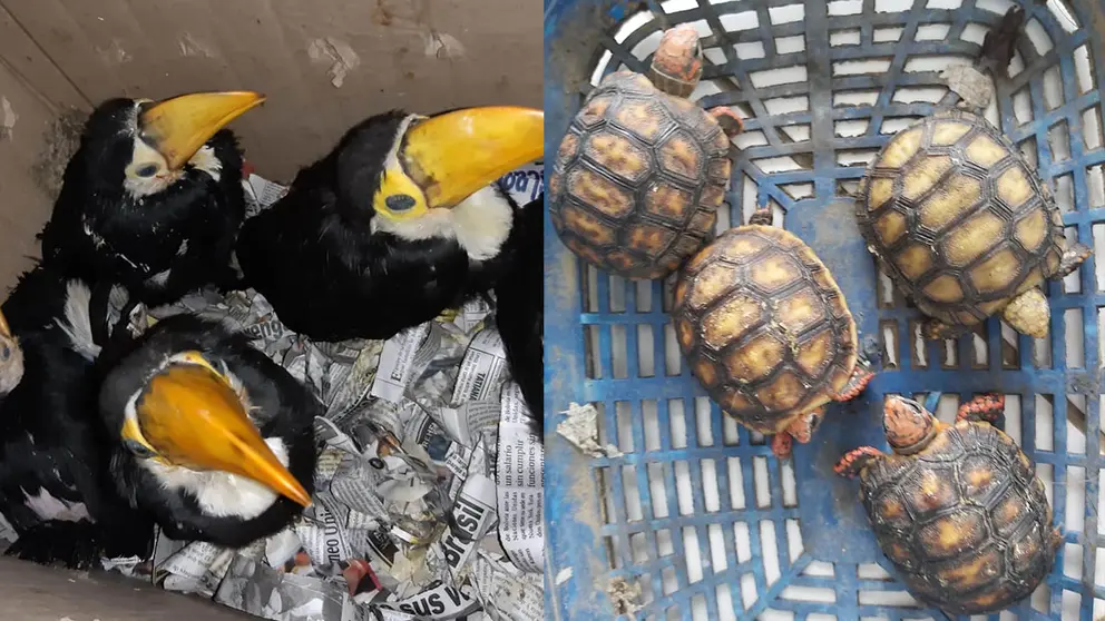 Tucanes y tortugas de tierra rescatadas por Pofoma y la FELCC. Frecuencia Policial