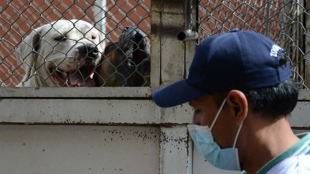 Los canes que protagonizaron la agresi&oacute;n en la zona de Pucara son entregados a Zoonosis. DICO SOL&Iacute;S
