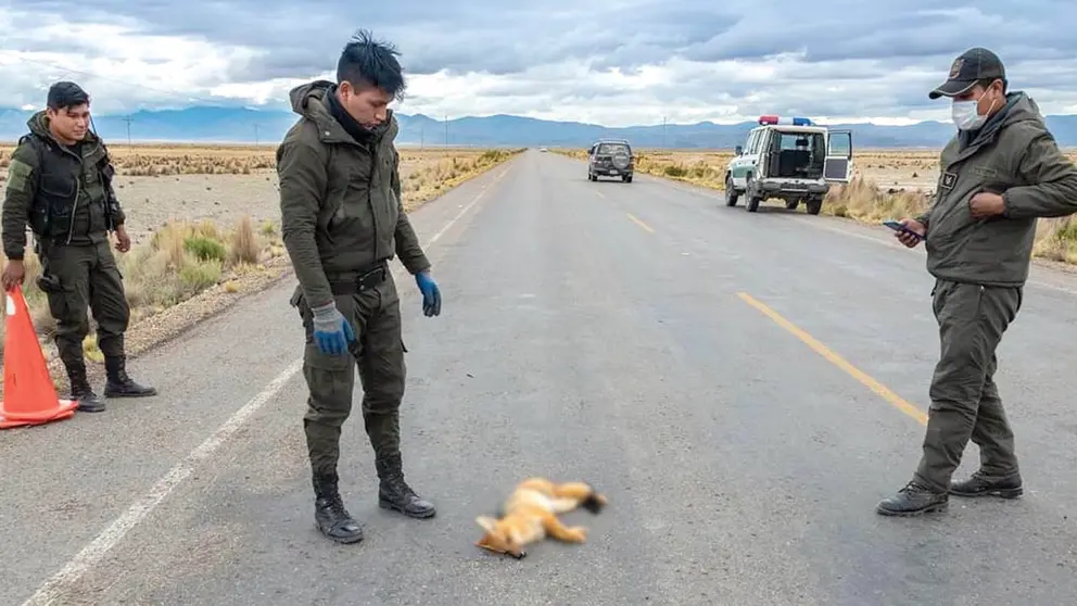 Un uniformado levanta el cadáver de un zorro atropellado en la vía hacia el Salar de Uyuni. Pedro Laguna-Facebook