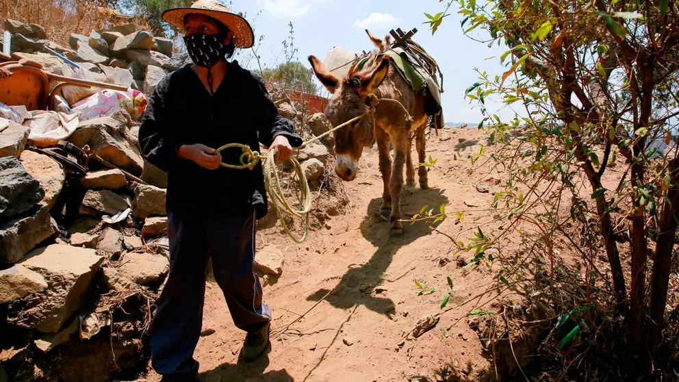 Estela Gaspar trabaja acarreando agua con burros, para venderla a los habitantes del poblado Tecacalanco Santa Cruz, en Ciudad de México. EFE