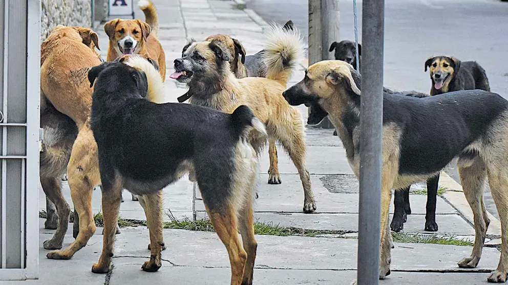 Un grupo de canes en situación de calle en Cochabamba./ DICO SOLÍS