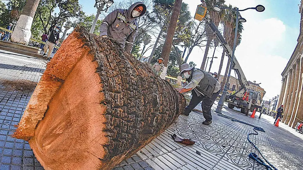 Un pedazo del tronco de la palmera que fue talada ayer, en la plaza 14 de Septiembre. DICO SOLÍS