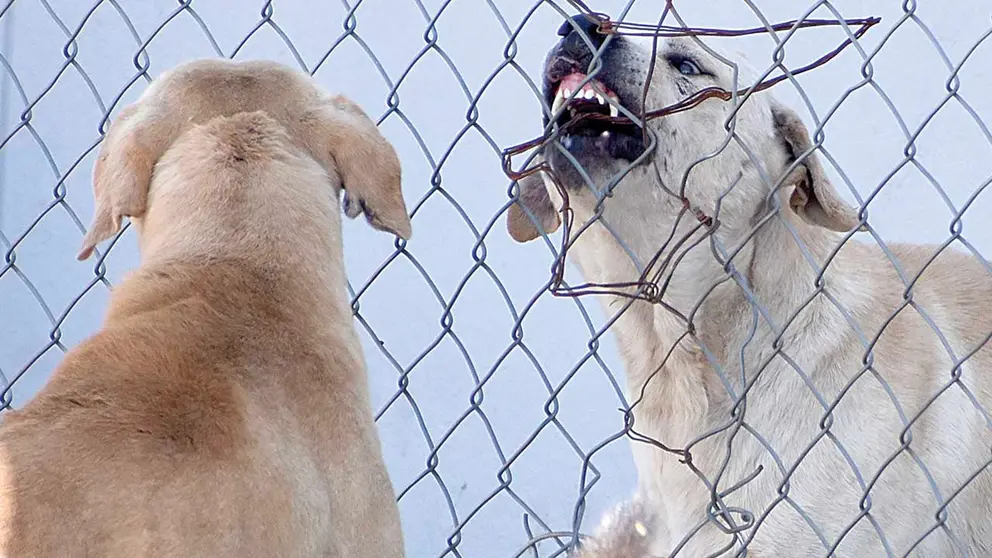 Imagen referencial de perros. DICO SOLÍS