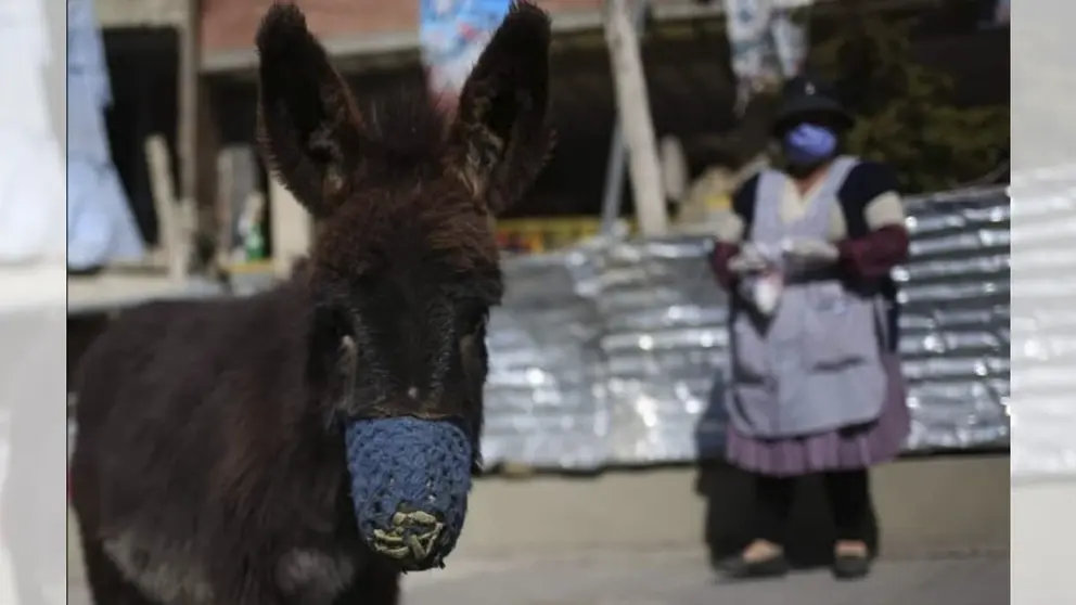 Una imagen de un equino. ERBOL.