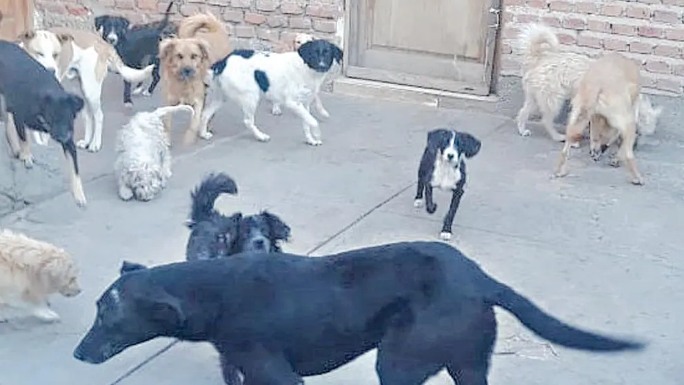 Parte de las mascotas que viven en la vivienda de Fernando Copa.     FERNANDO COPA