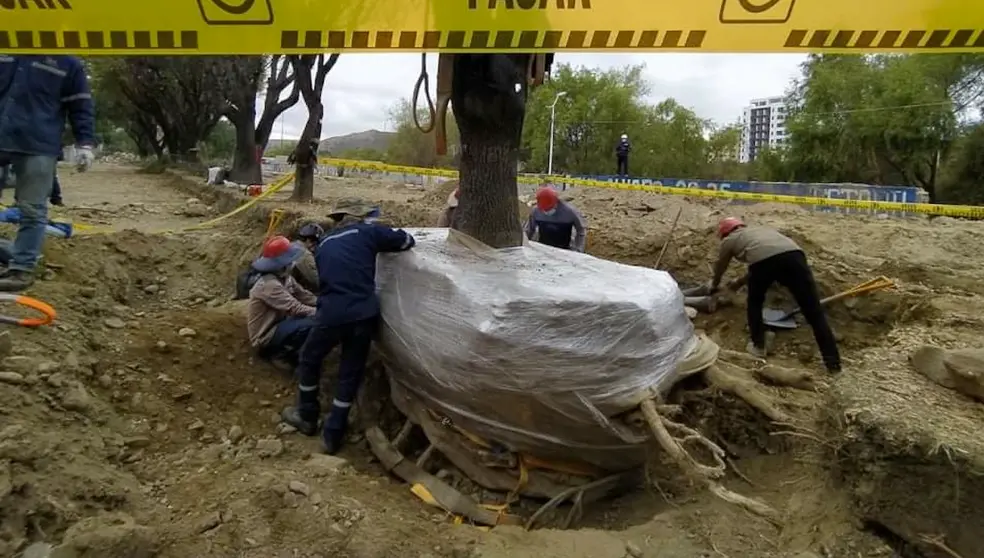 Obreros proceden al transplante de uno de los árboles del corredor Quintanilla. DICO SOLÍS