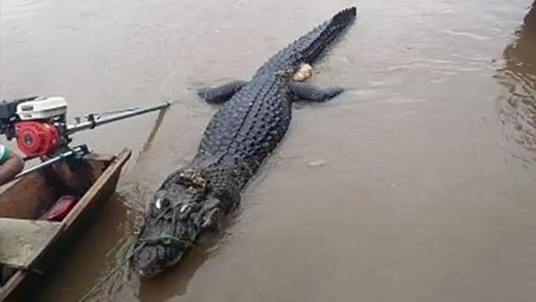 El caim&aacute;n negro, especie en peligro de extinci&oacute;n. Urgente