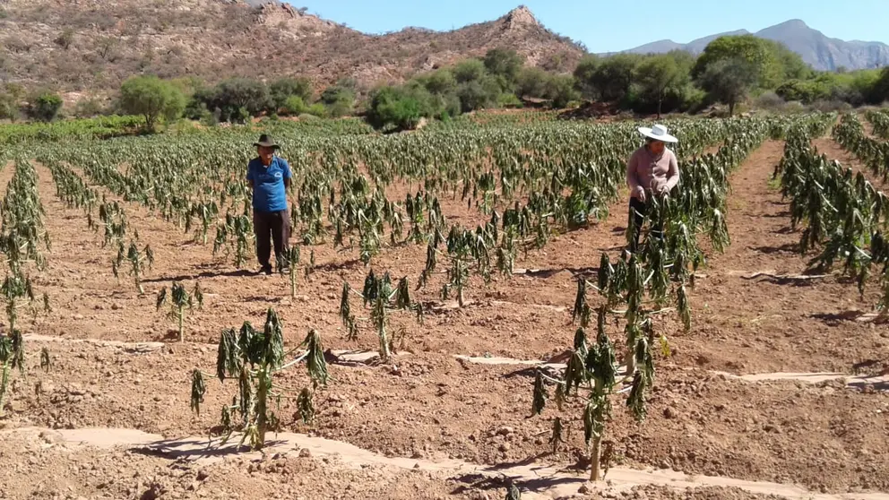 Dos agricultores, impotentes ante el da&ntilde;o en sus hect&aacute;reas. Gentileza Gobernaci&oacute;n de Cochabamba