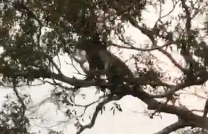 Captura del video que muestra el biocidio de un jaguar en la zona oriental del pa&iacute;s. ERBOL