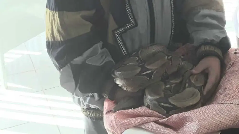 Pofoma) rescató ayer una boa de más de dos metros de un domicilio de la zona norte de la ciudad. FACEBOOK POFOMA