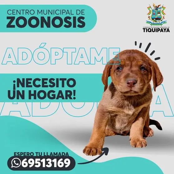 Uno de los canes que est&aacute; en adopci&oacute;n. ALCALD&Iacute;A TIQUIPAYA.