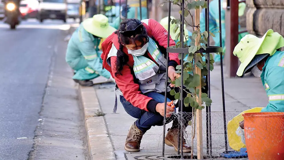 Trabajos de mantenimiento a los plantones de la avenida Heroínas. GAMC