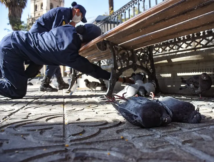 Palomas muertas en la Plaza Principal. DICO SOL&Iacute;S.