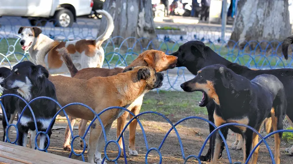 Un grupo de perros deambula por una plaza de Cochabamba. DICO SOLÍS